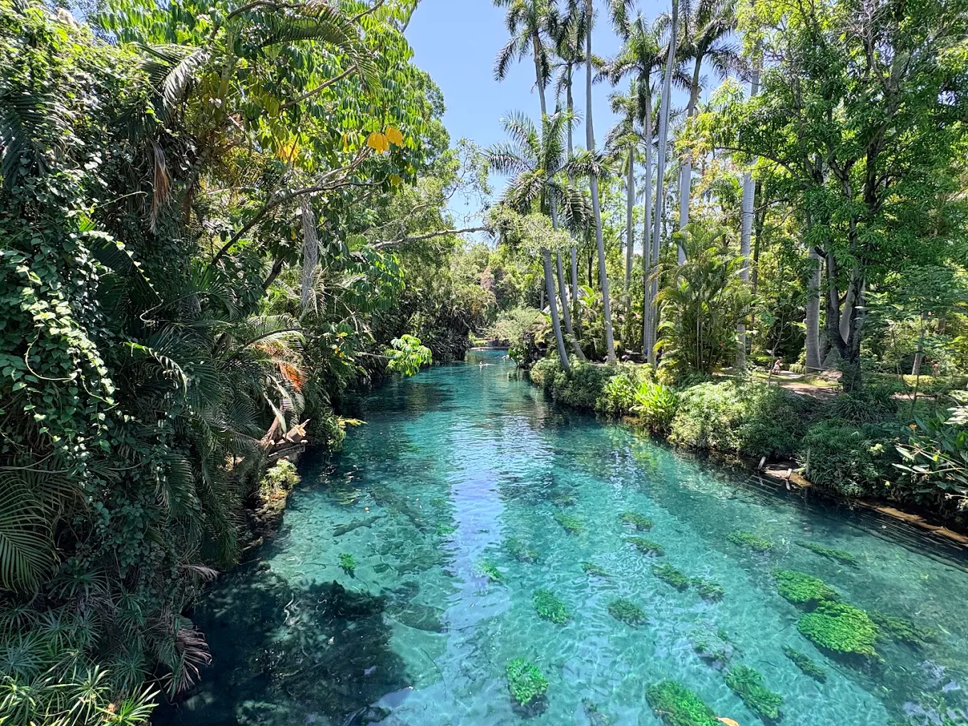 Crystal-clear turquoise river at Las Estacas natural spring in Morelos, day trip by Onedaytrip Mexico City
